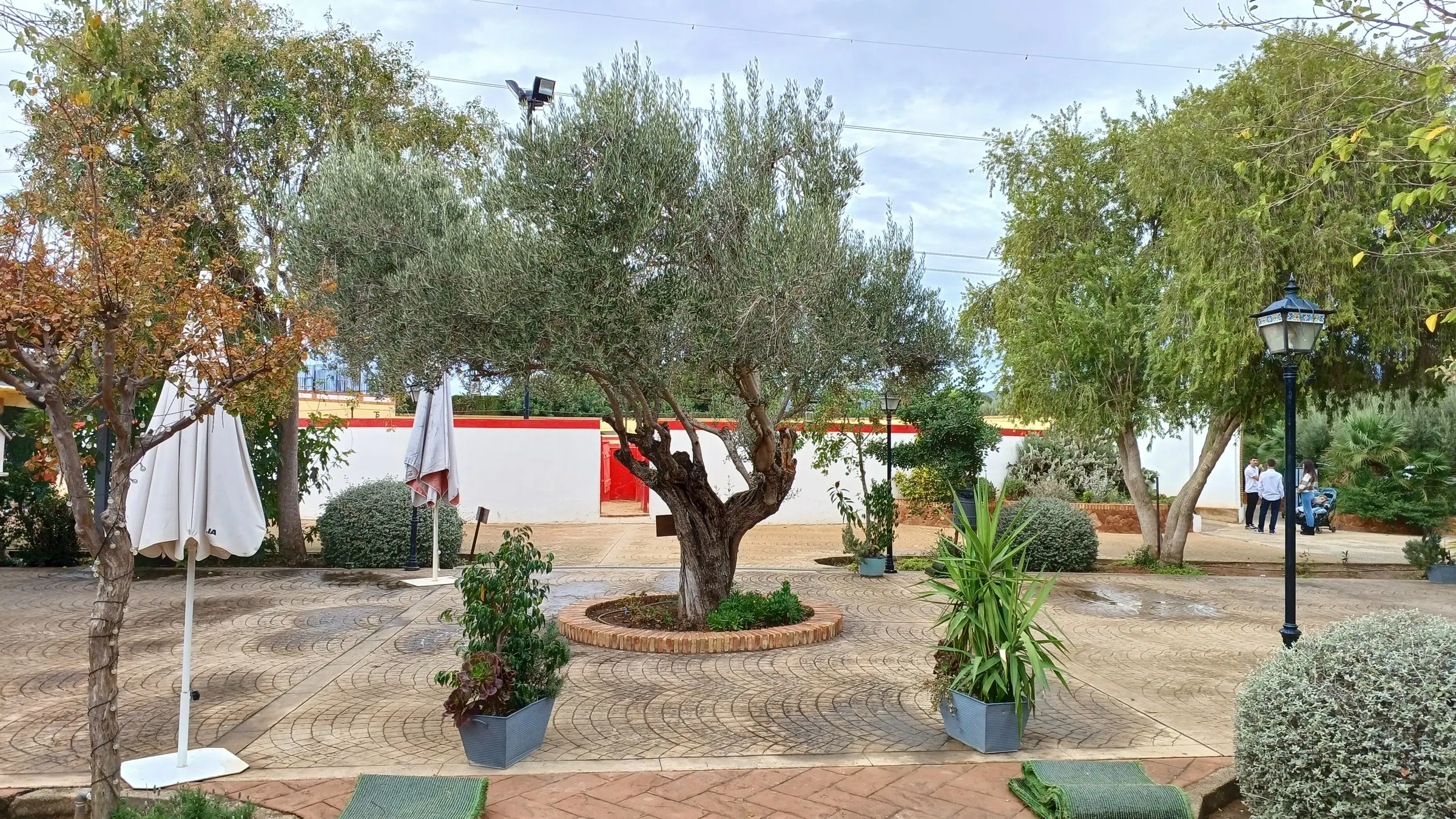 Patio de la finca con un olivo centenario en un parterre redondo, farolas y, al fondo, la pared roja y blanca de la plaza de toros